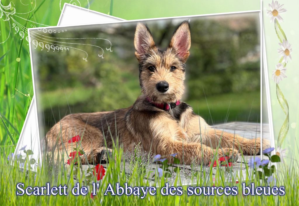 De L'abbaye Des Sources Bleues - Petite qui deviendra une très belle chienne.