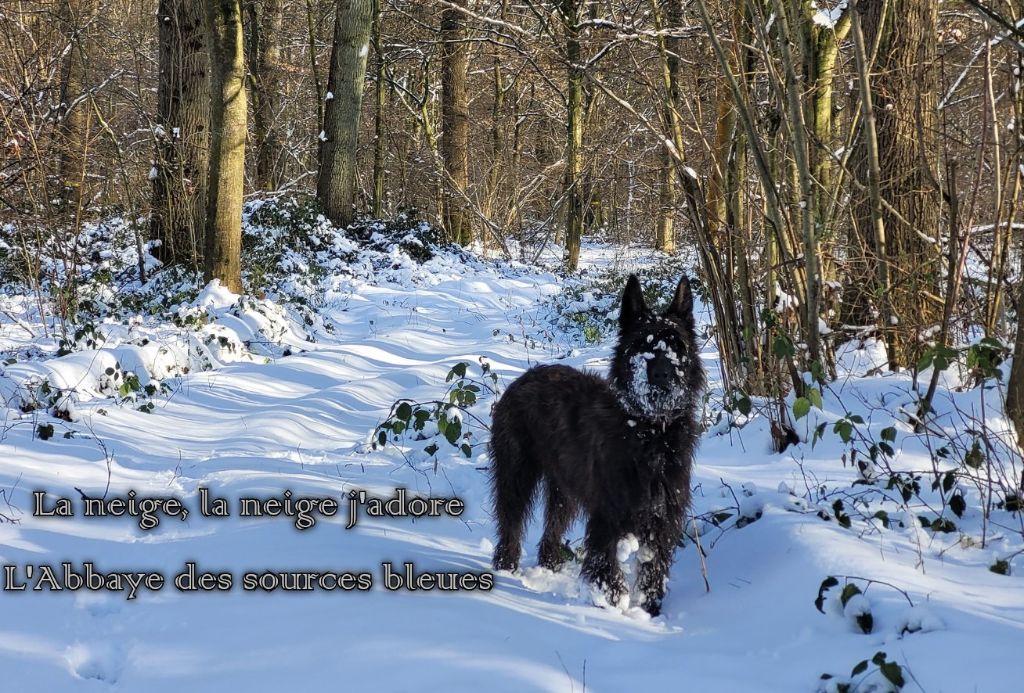 De L'abbaye Des Sources Bleues - BLANC COMME NEIGE ENFIN PAS TOUT A FAIT  !!!!!