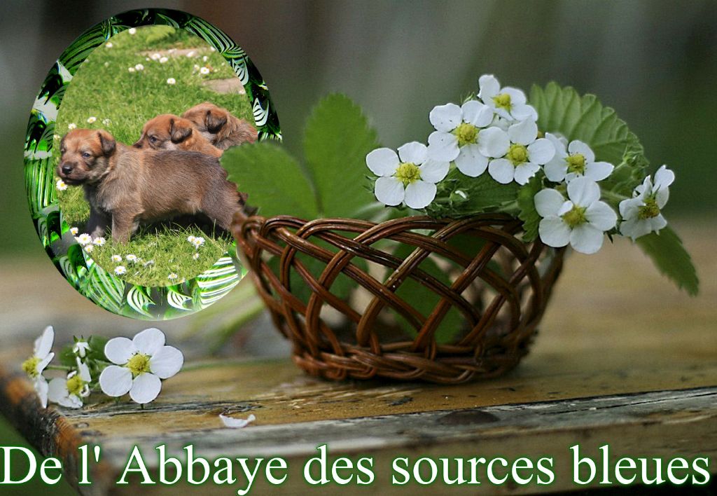 De L'abbaye Des Sources Bleues - LES BEAUX JOURS ARRIVENT ENFIN !!!!!!!!!!