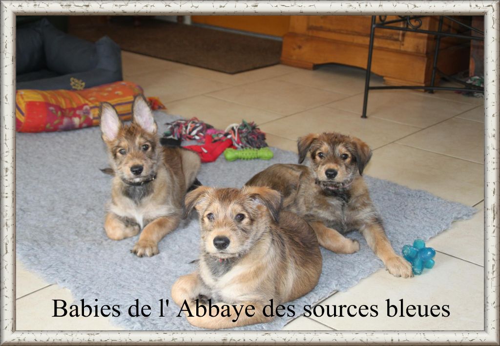 De L'abbaye Des Sources Bleues - TRIO DE BABIES DE L'ABBAYE