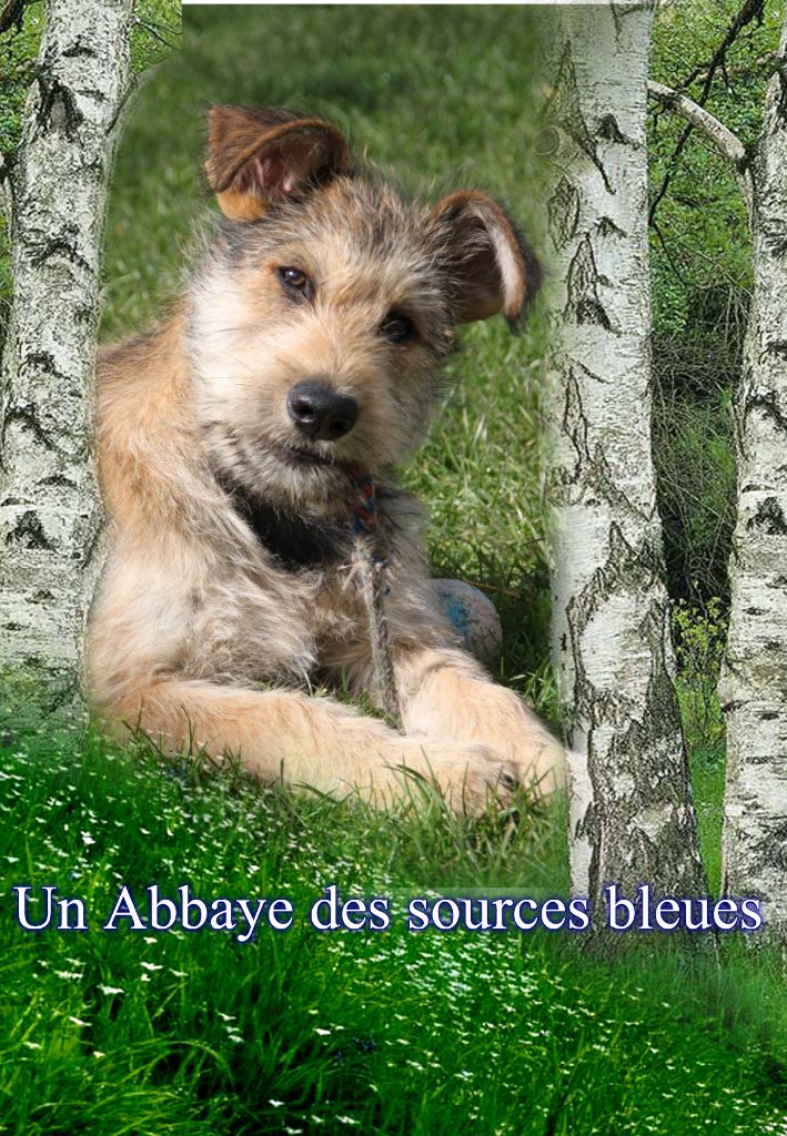 De L'abbaye Des Sources Bleues - UN CHIOT MÂLE DE L'ABBAYE DES SOURCES BLEUES