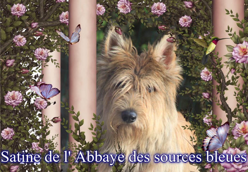 De L'abbaye Des Sources Bleues - SATINE DE L'ABBAYE DES SOURCES BLEUES