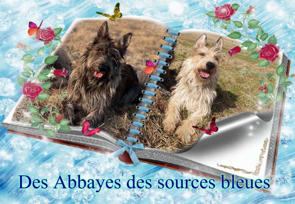 De L'abbaye Des Sources Bleues - Deux splendides sujets de l Abbaye des sources bleues