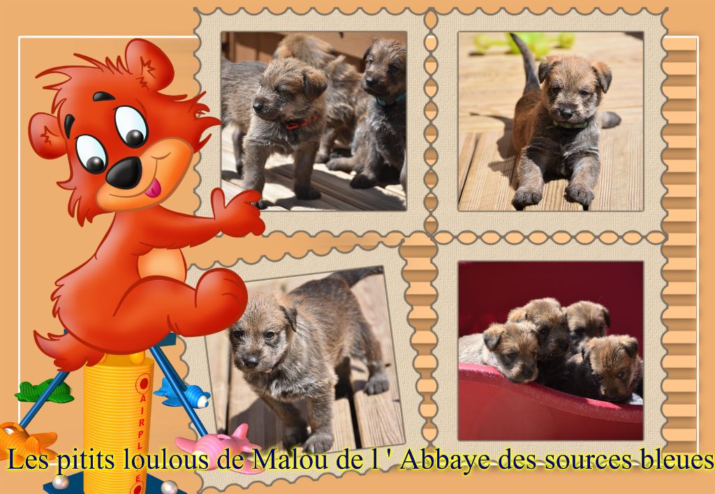 De L'abbaye Des Sources Bleues - LES BABIES DE MALOU