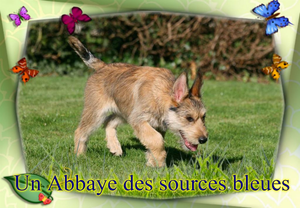 De L'abbaye Des Sources Bleues - UN LOULOU DE L'ABBAYE DES SOURCES BLEUES