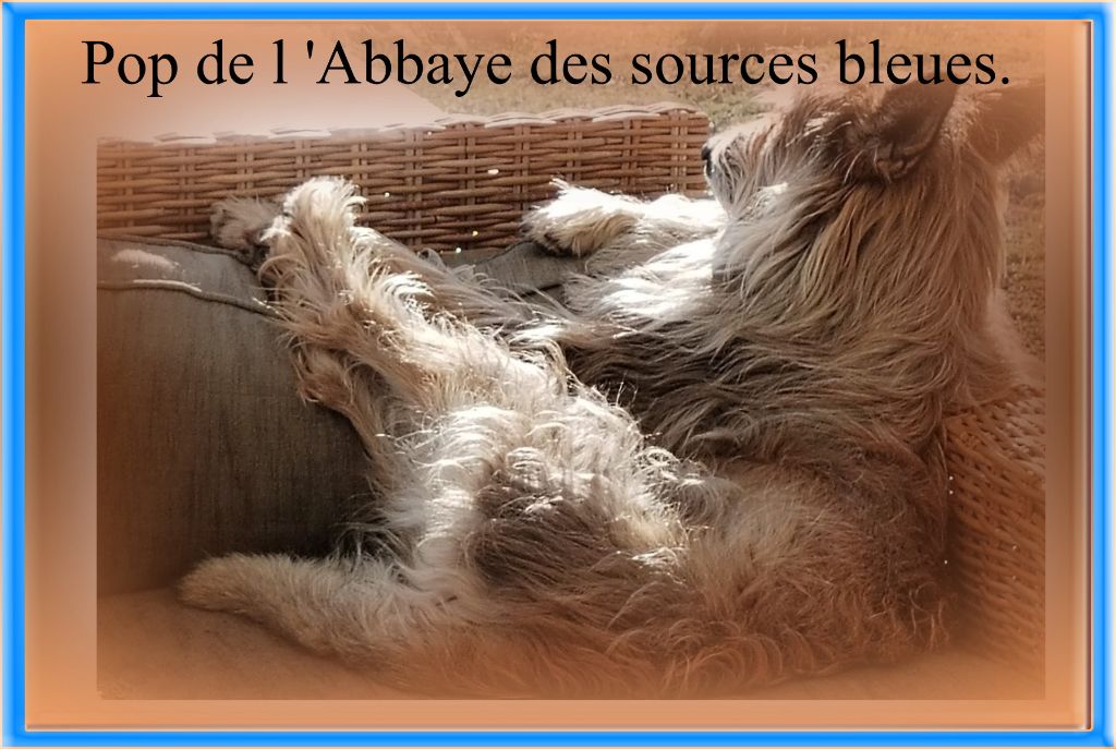 De L'abbaye Des Sources Bleues - POP DE L'ABBAYE DES SOURCES BLEUES