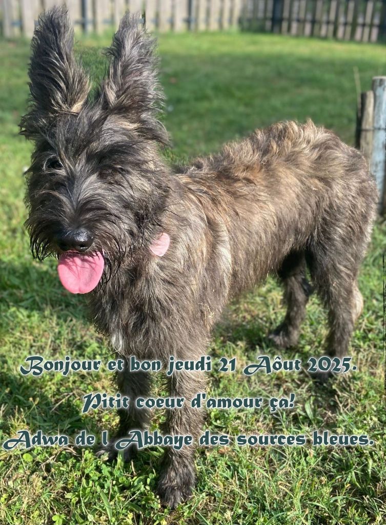 UNE BIEN JOLIE PETITE PICARDE"ADWA"
