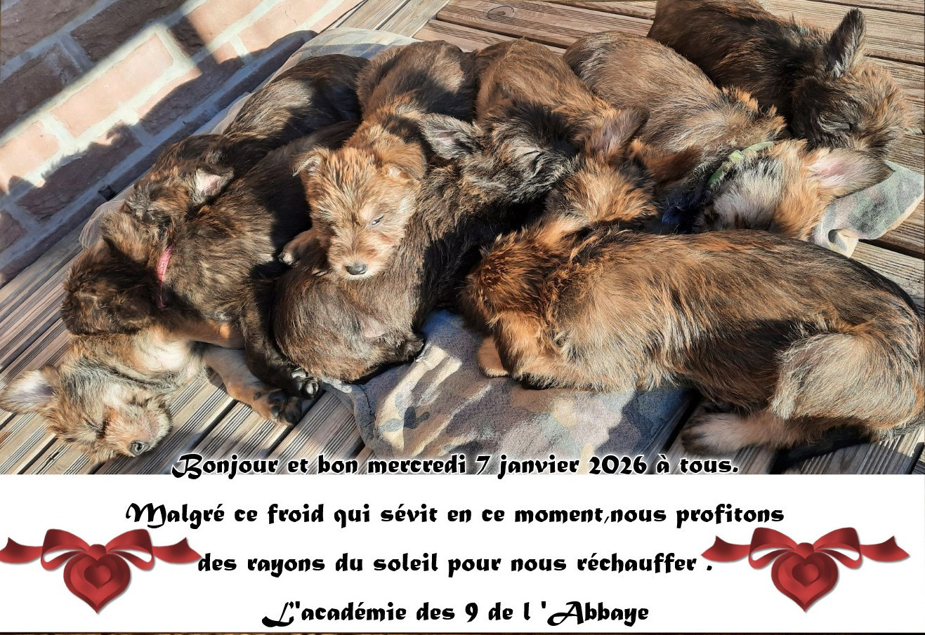 De L'abbaye Des Sources Bleues - MERCREDI 7 JANVIER 2026