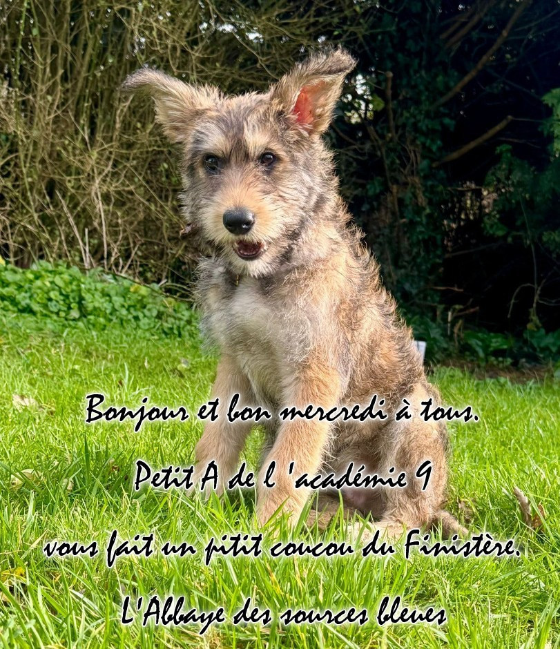 De L'abbaye Des Sources Bleues - 11/02/2026