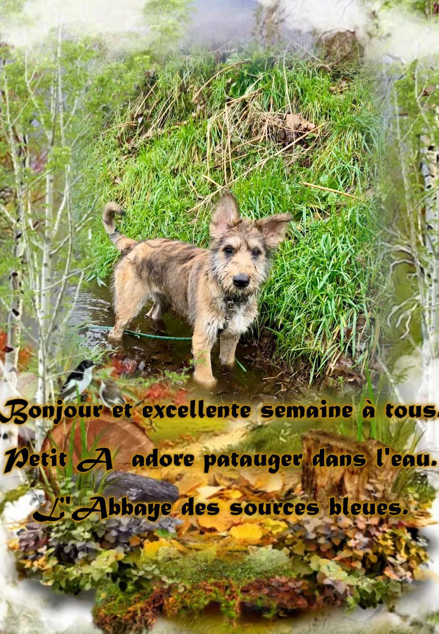 De L'abbaye Des Sources Bleues - VIVEMENT LE PRINTEMPS