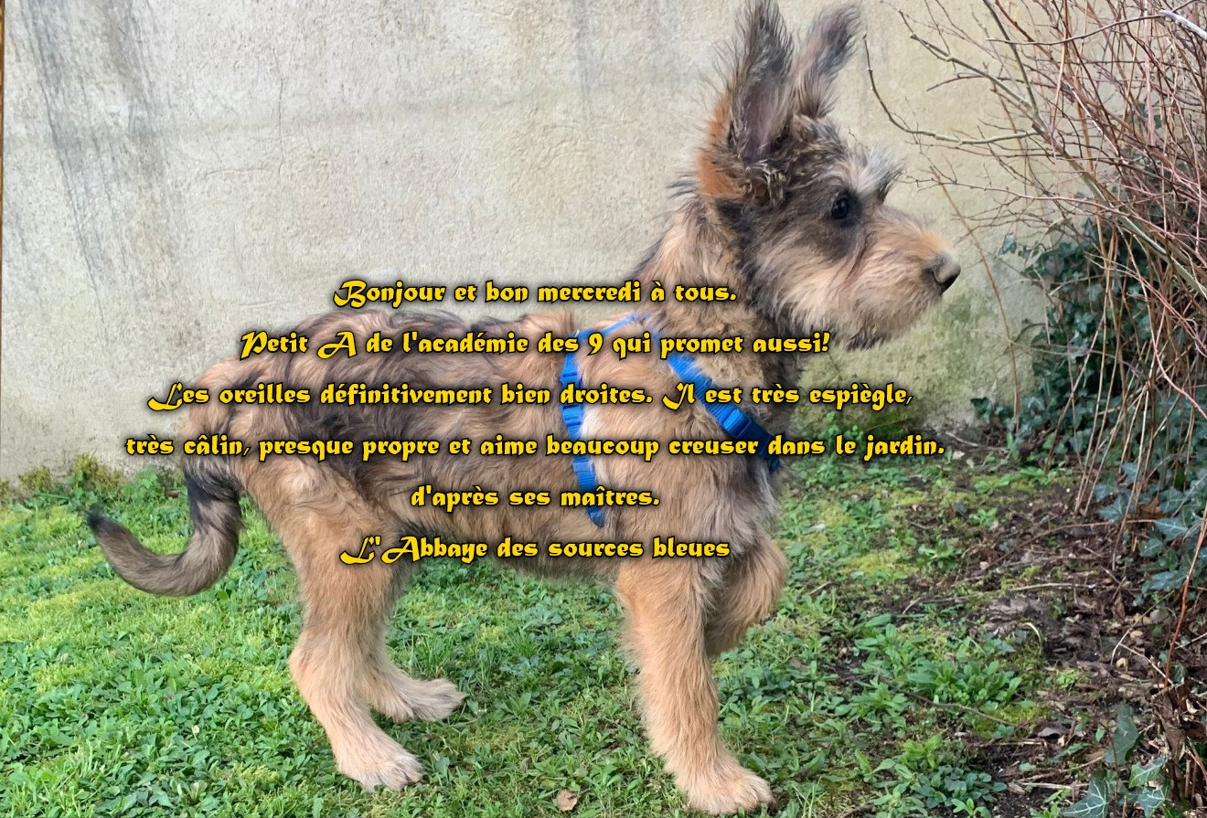 De L'abbaye Des Sources Bleues - TROP TROP MIMI