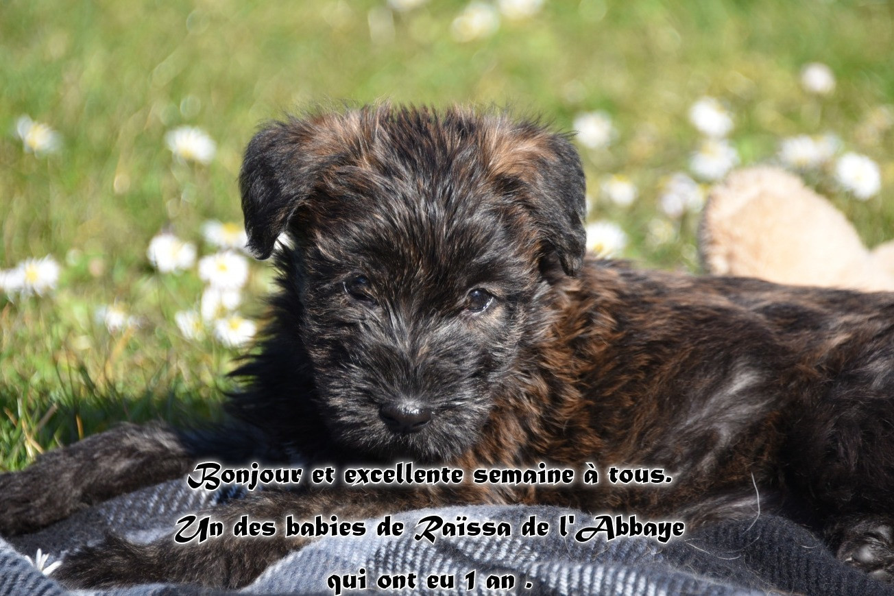 De L'abbaye Des Sources Bleues - EXCELLENTE SEMAINE A TOUS.