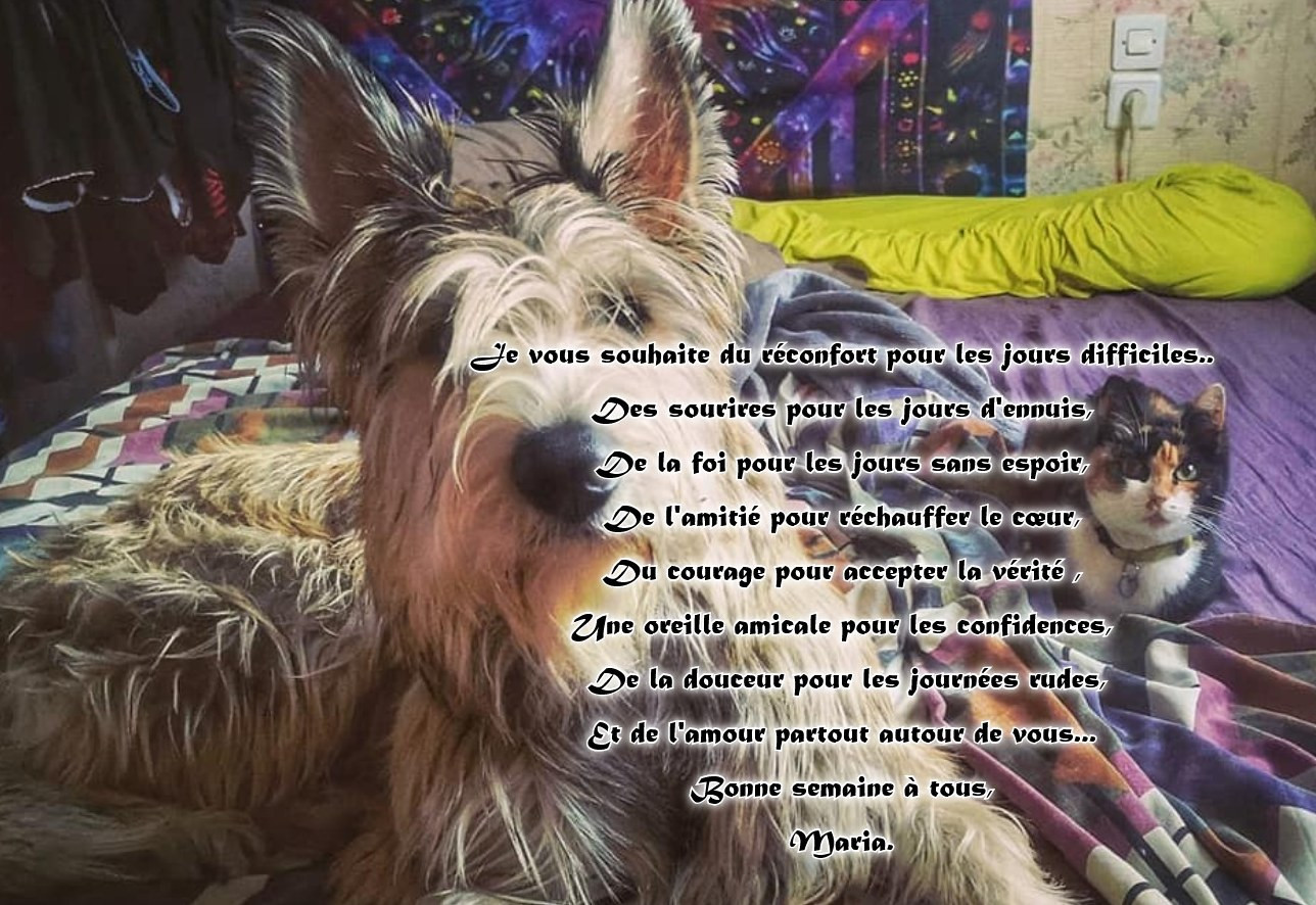 De L'abbaye Des Sources Bleues - DANS LEURS COEURS EST GRAVEE UNE INFINIE TENDRESSE.