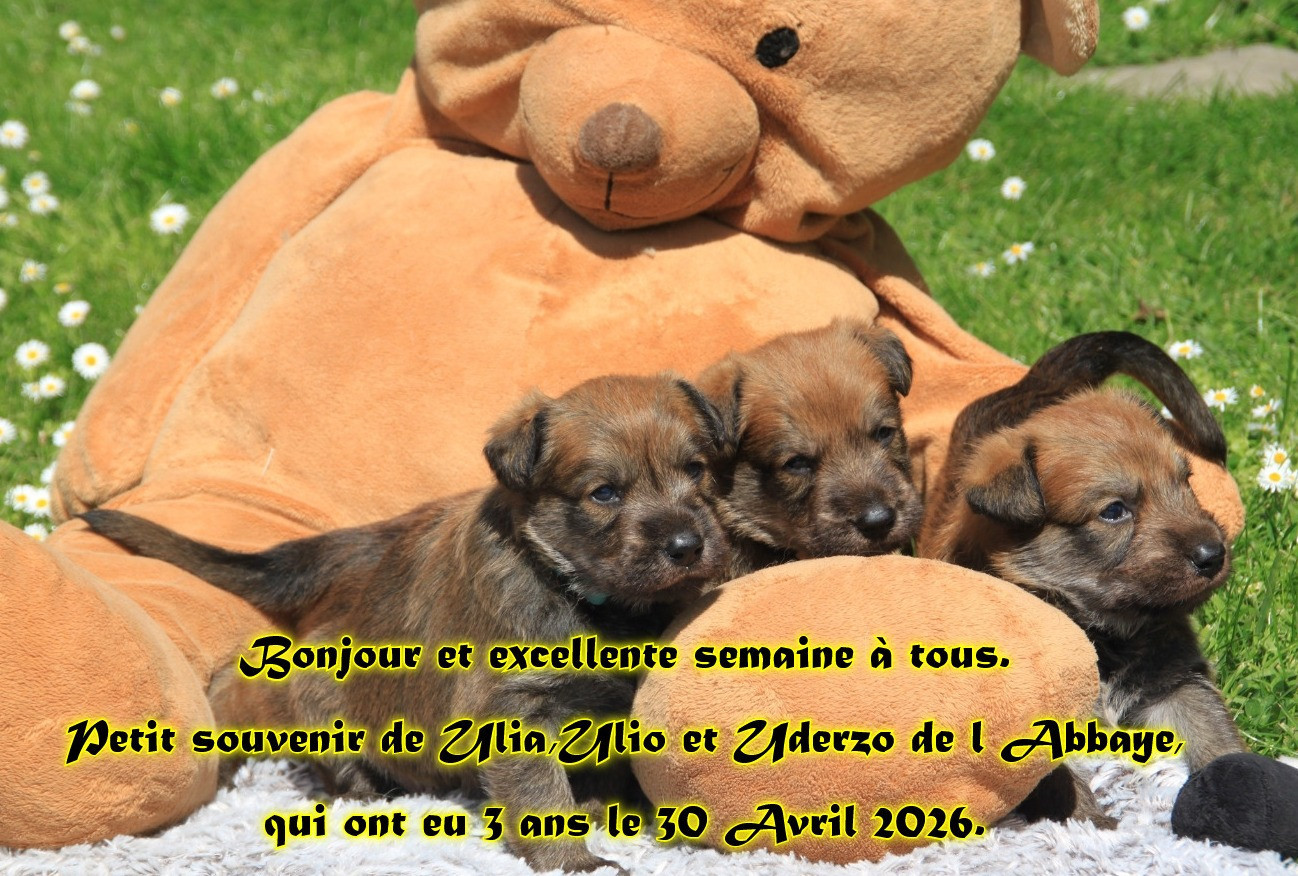 LES PETITS COEURS D'AMOUR DE L'ABBAYE DES SOURCES BLEUES