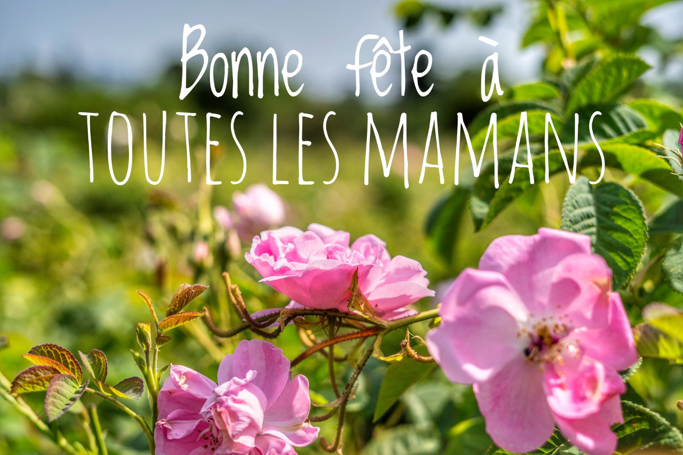 A TOUTES LES MAMANS DU MONDE