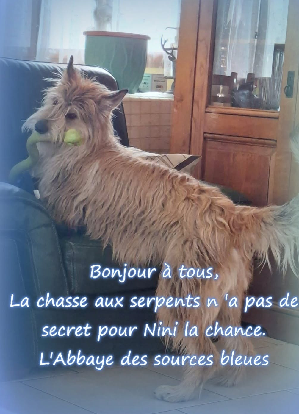 VANILLE ALIAS NINI LA CHANCE DE L 'ABBAYE DES SOURCES BLEUES