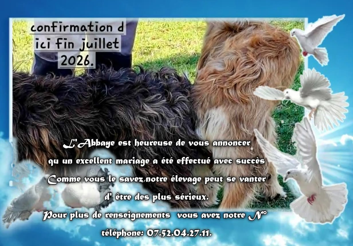 De L'abbaye Des Sources Bleues - TRES BEAU MARIAGE EFFECTUE