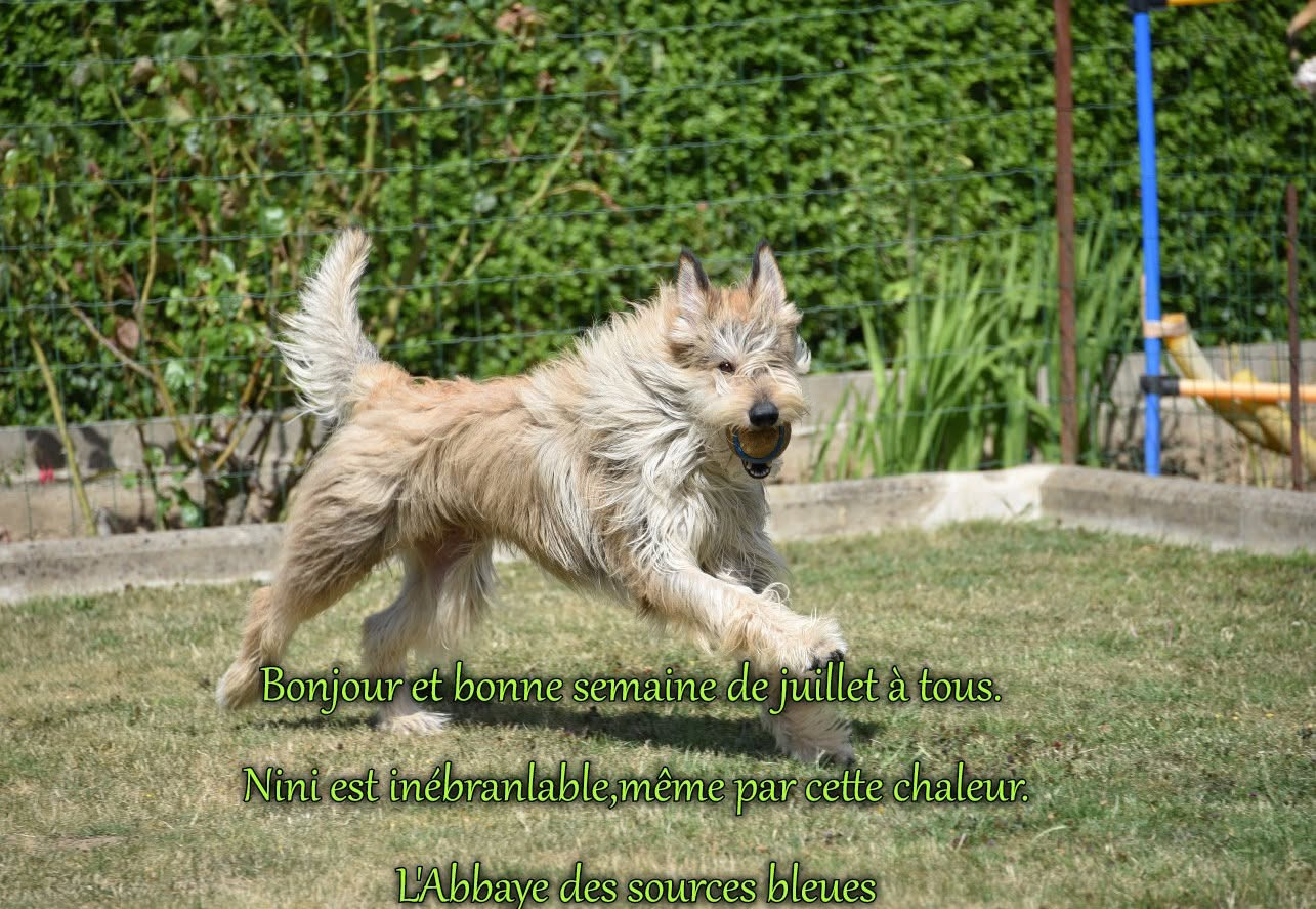 De L'abbaye Des Sources Bleues - NINI INFATIGABLE