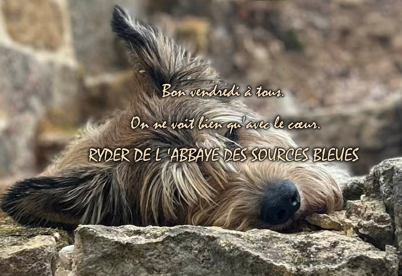 UN GENTIL