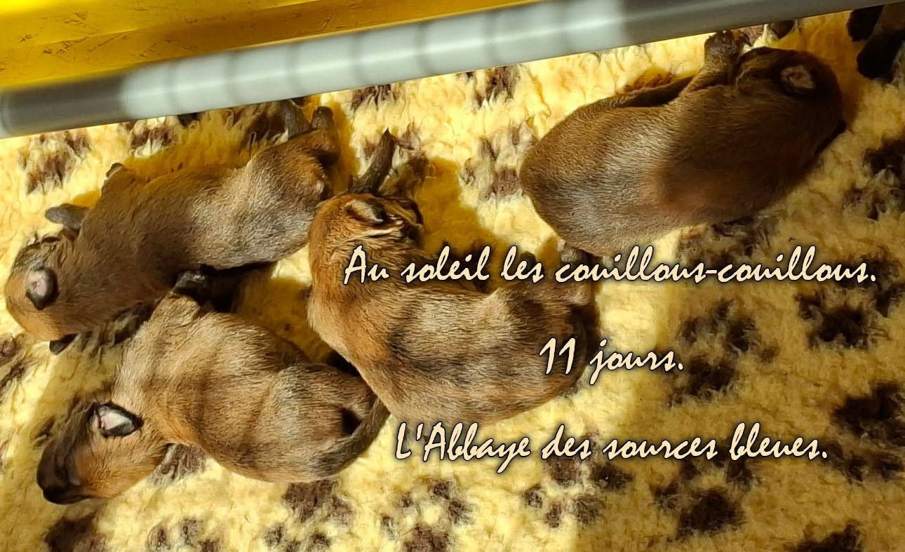 De L'abbaye Des Sources Bleues - 11 JOURS