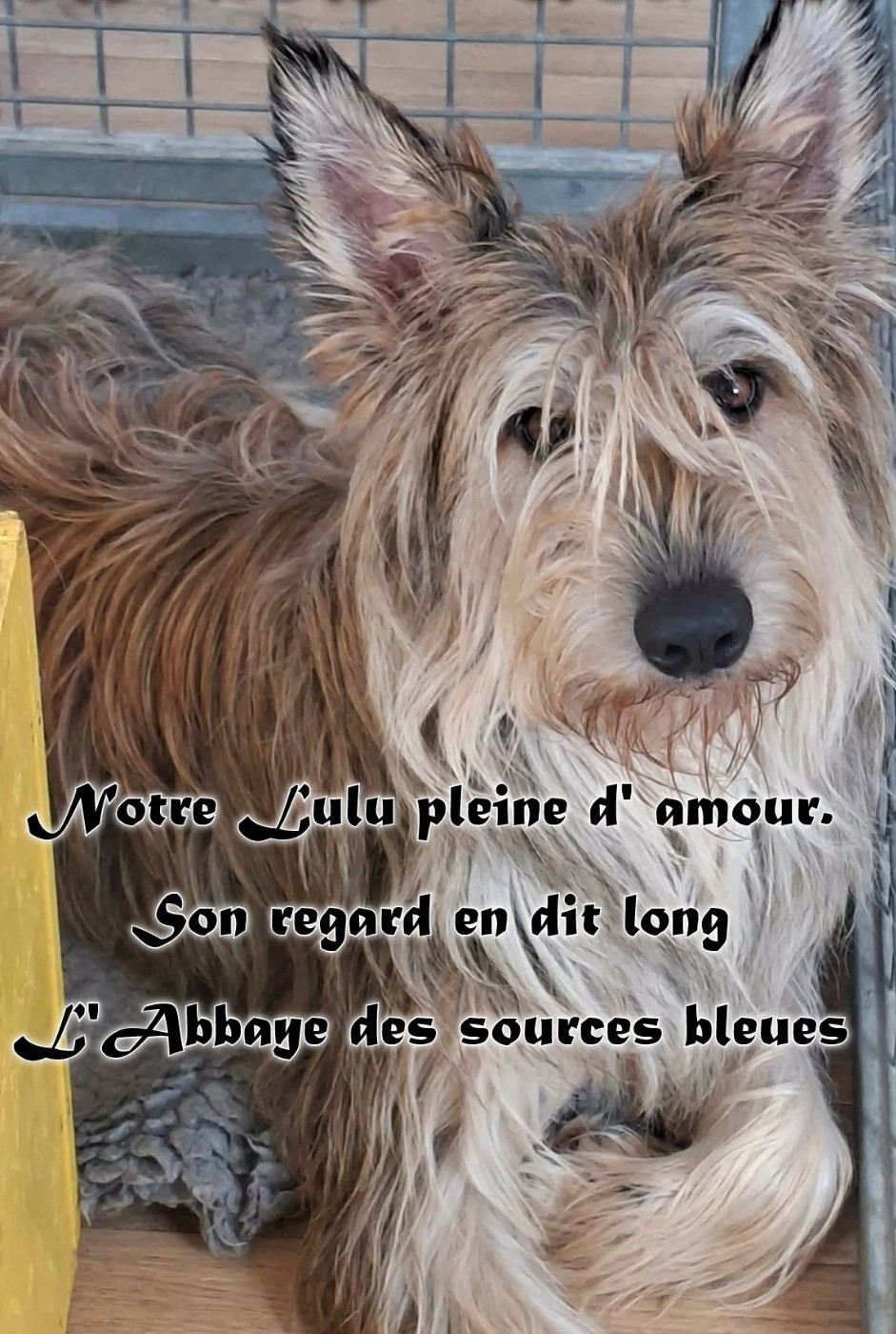 De L'abbaye Des Sources Bleues - LULU POSE.