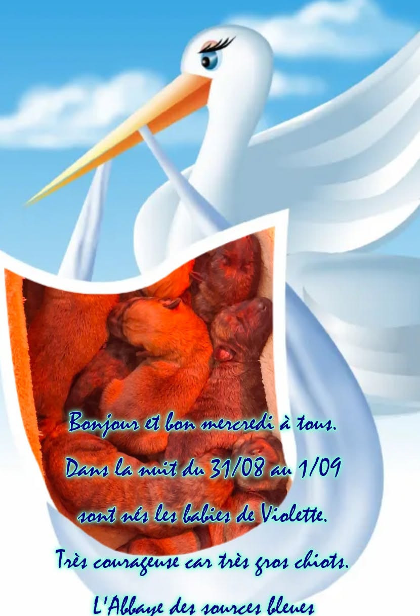 ILS SONT NES