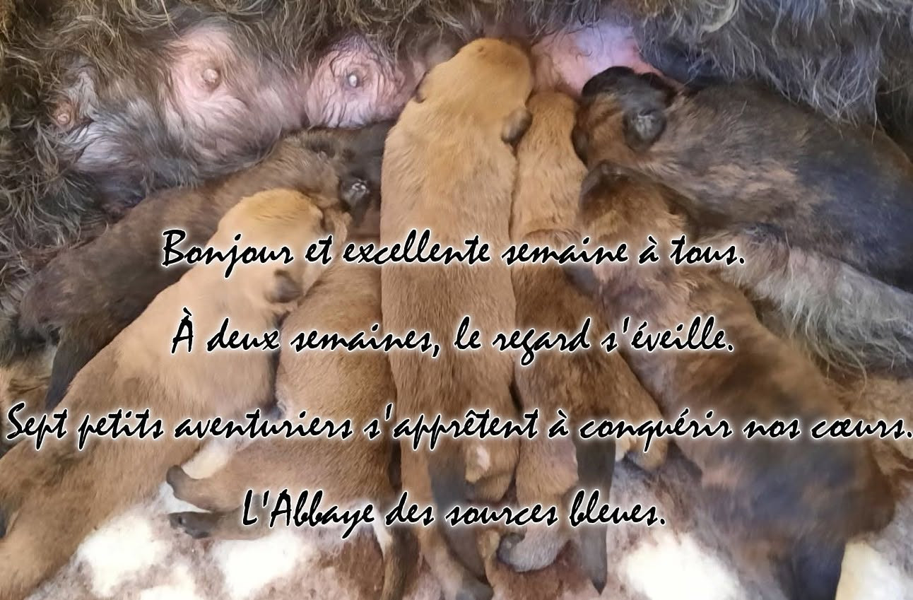 VIOLETTE ET SES BABIES.