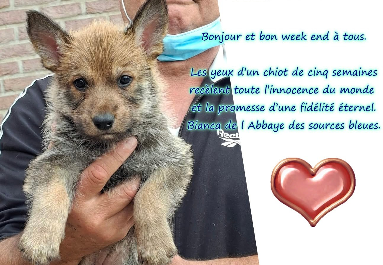 UN JOYEUX DESORDRE