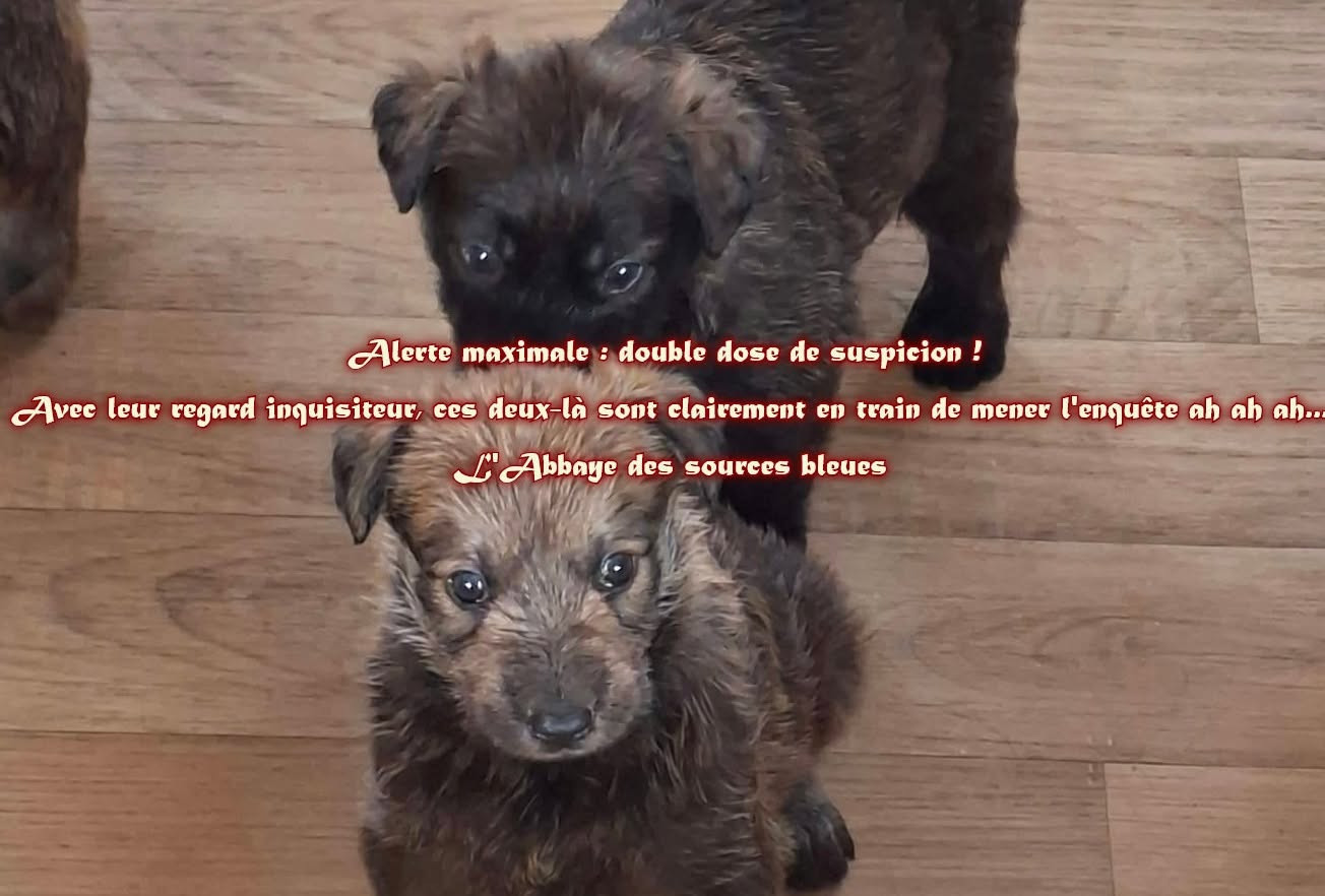CURIOSITE