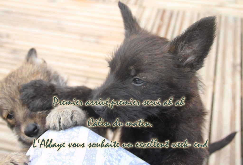 BON WEEK-END A TOUS EN CE DERNIER JOUR DE MAI 2025.