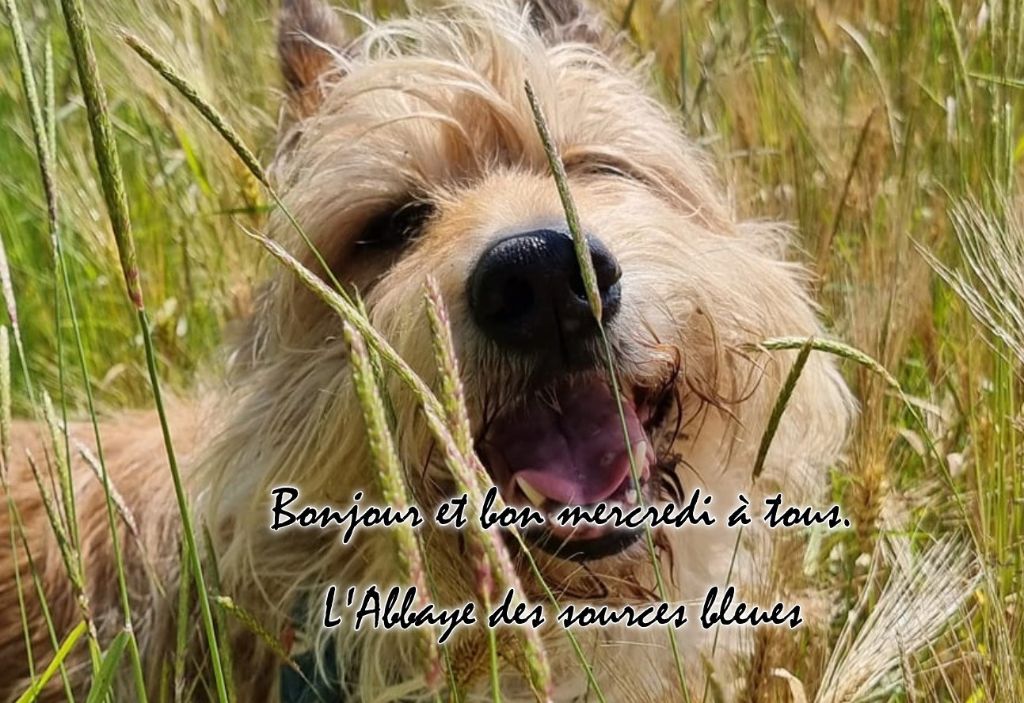 BALADE BUCOLIQUE