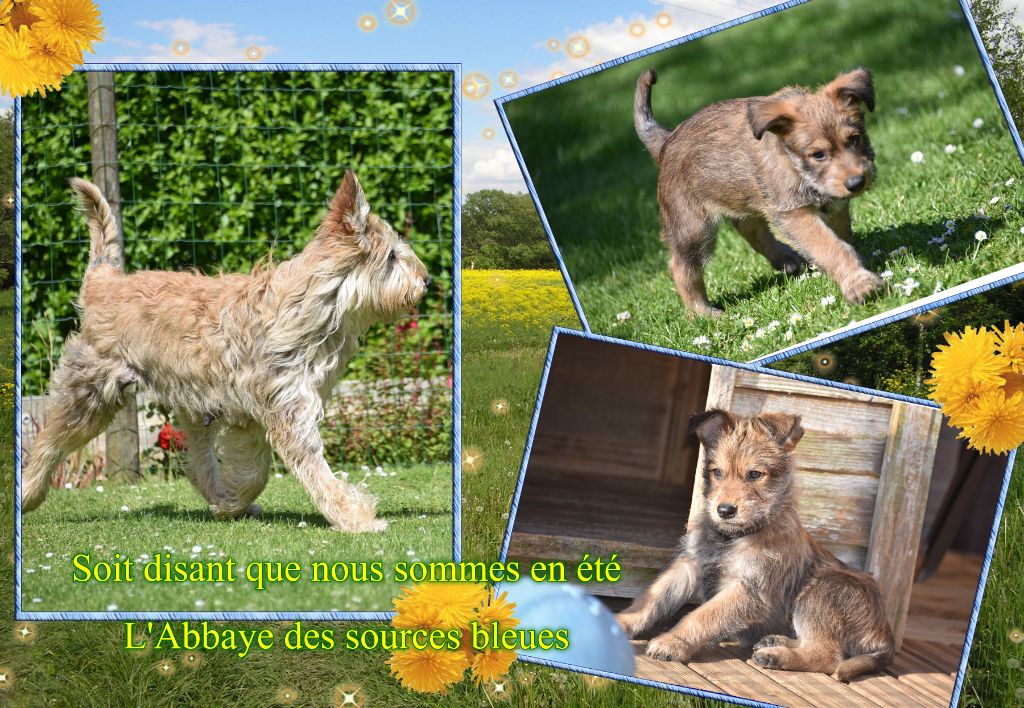 De L'abbaye Des Sources Bleues - IL FAIT DEJA CHAUD EN CE 1 JOUR D ETE