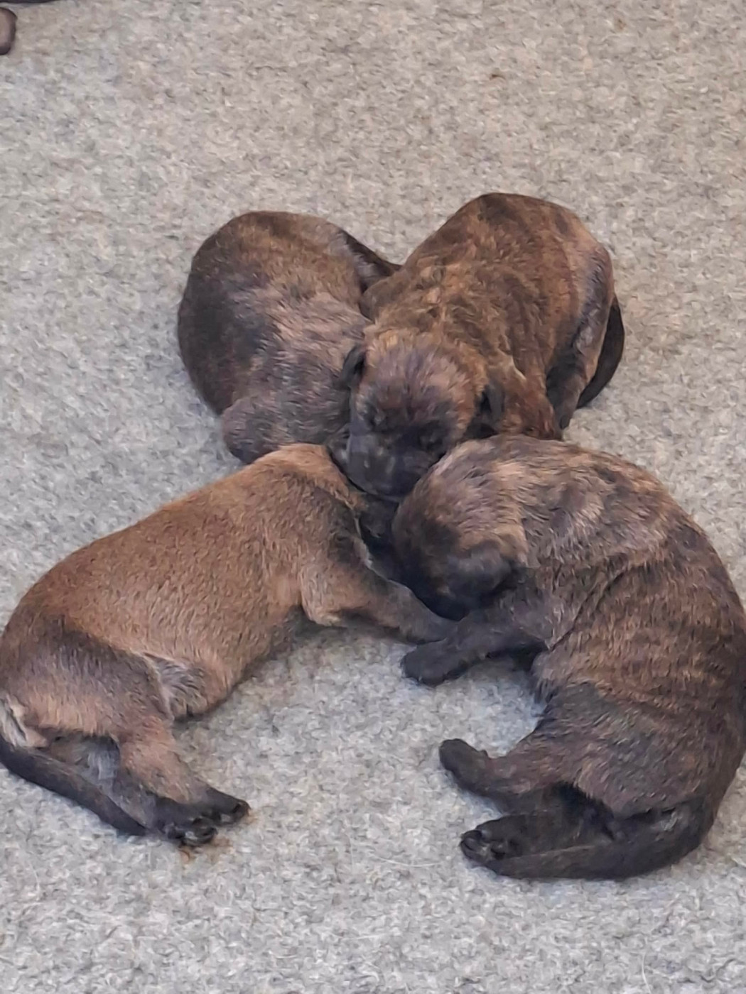 De L'abbaye Des Sources Bleues - Chiots disponibles - Berger de Picardie