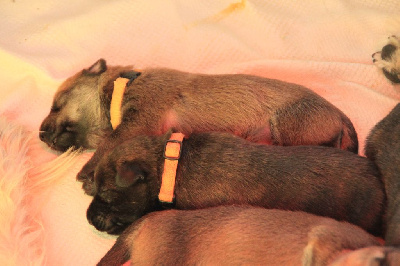 CHIOT