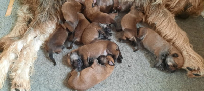 CHIOT 1