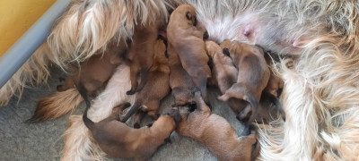 CHIOT 2