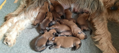 CHIOT 9