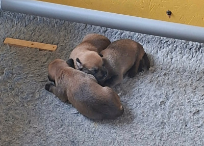 CHIOT 2