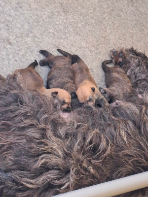 CHIOT 3
