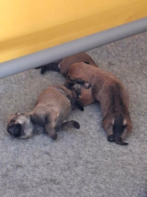 CHIOT 4