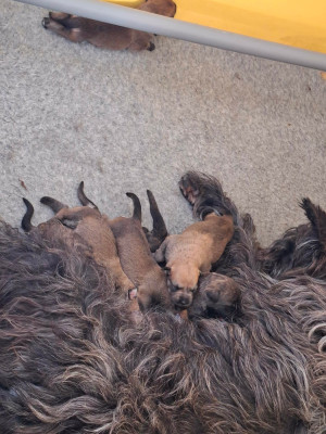 CHIOT 5