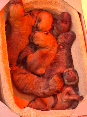 CHIOT 6