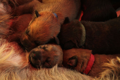 CHIOT