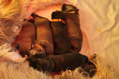CHIOT