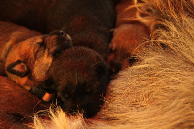 CHIOT