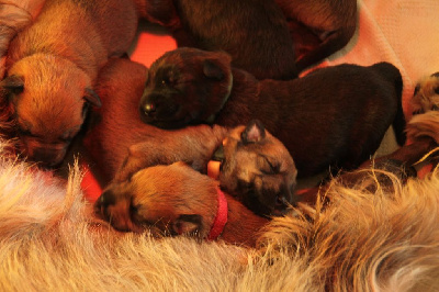 CHIOT