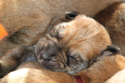 CHIOT