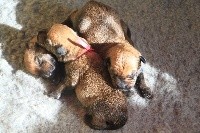 CHIOT